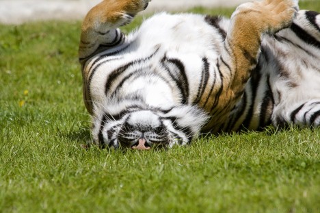 Довольная Тигра