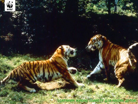 Тигры играют