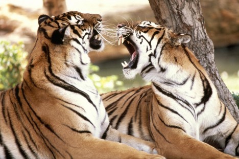 Bengal Tigers