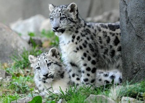 Снежные леопарды