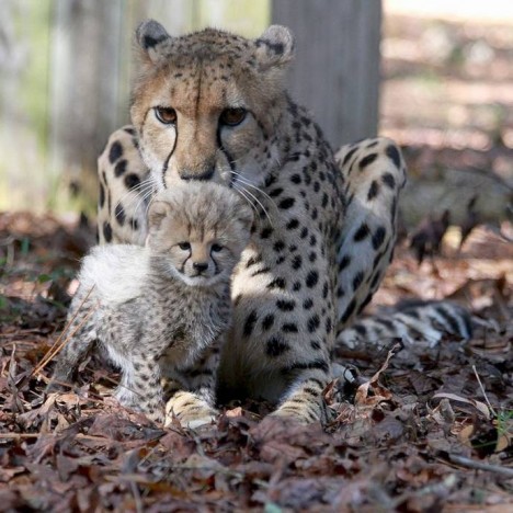 Детеныш гепарда с мамой