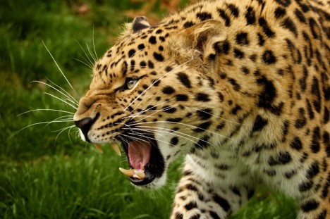 Леопард рычит