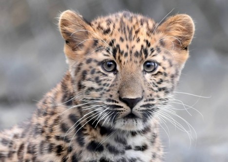 Детеныш дальневосточного леопарда по имени Тимур