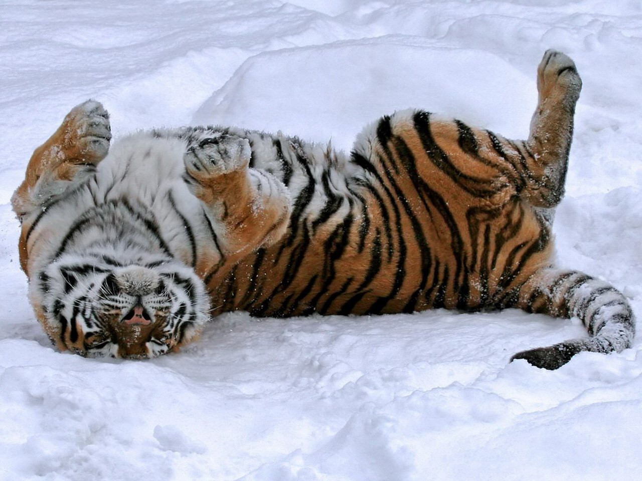 Картинки по запросу тигры в снегу