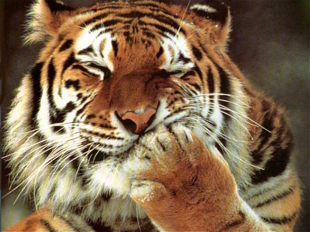 Хочу видеть - Страница 17 174_tiger-medium_greatcats.ru
