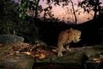 Леопард от фотографа Найкла Николса