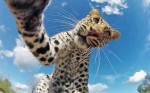 Любопытный леопард