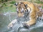 Тигр играет с бочкой