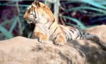 Тигр отдыхает на скале