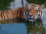 Тигр купается