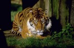 Тигр смотрит на оператора