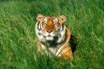 Sunbather,  Tiger