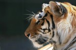 Profile of a  Tiger