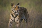 Tiger Walking in Dry Grasses