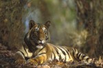 Bengal Tiger Resting