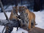Тигрята на поваленном дереве