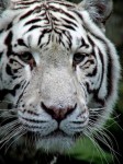 Портрет белого тигра