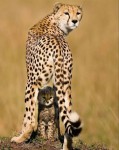 Маленький гепард с мамой