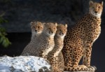 Маленькие гепарды с мамой