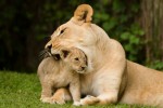 Львица и львенок в зоопарке Флориды. (Фото Matt Rourke | Associated Press)