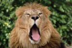 Зевающий лев