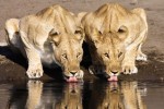 Thirsty Lions