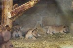 Три львенка из Ленинградского зоопарка