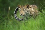 Леопард в траве. Навострил уши. (Фото Chris Renshaw)