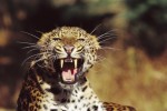 Fangs, Amur Leopard