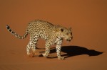 Leopard Walking Over Sand