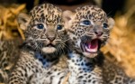 Детеныши цейлонского леопарда