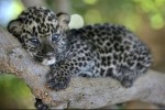 Отдых маленького леопарда