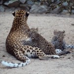 Детеныши леопарда с мамой