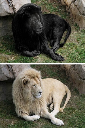 Тайна чёрных львов