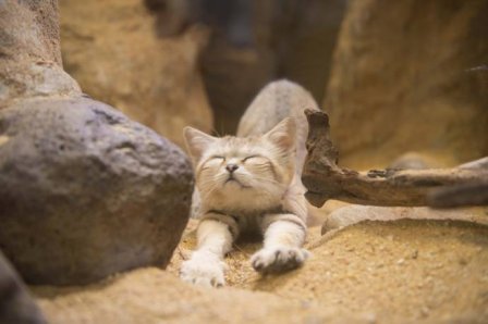 В Смитсоновский зоопарк привезли песчаного кота Тора