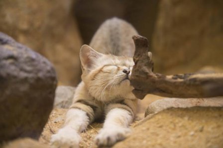 В Смитсоновский зоопарк привезли песчаного кота Тора