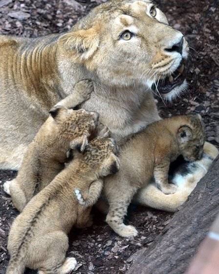 В зоопарке Венгрии показали публике трех индийских львят
