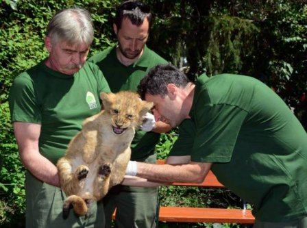В зоопарке Венгрии показали публике трех индийских львят