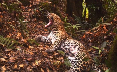 Ученые засняли на видео редкого яванского леопарда
