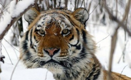 Амурский тигр был впервые снят на камеру в дикой природе за последние 50 лет (фото, видео)