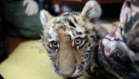 Амурский тигр был впервые снят на камеру в дикой природе за последние 50 лет (фото, видео)