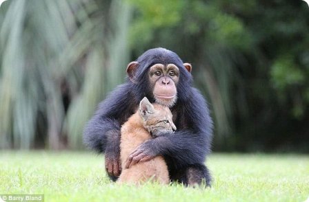Рысенок и шимпанзе — лучшие друзья