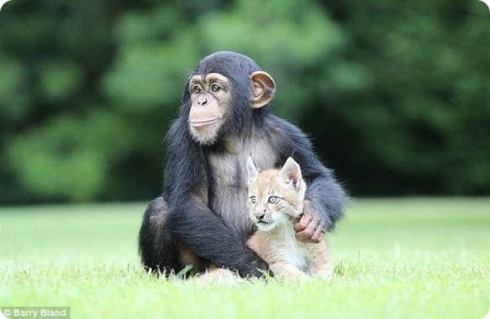 Рысенок и шимпанзе — лучшие друзья
