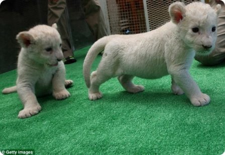В Японии родились три белоснежных львёнка
