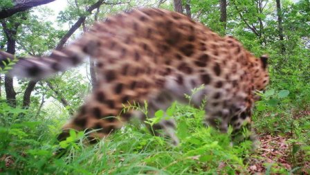 Дальневосточный леопард из России попал в фотоловушку в Китае