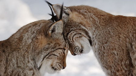В зоопарке столицы Алтайского края поселились две рыси