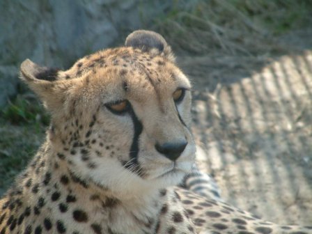 В новосибирском зоопарке гепарду удалили опухоль