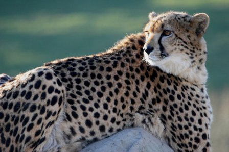 Молодые гепарды из Московского зоопарка будут жить в Узбекистане