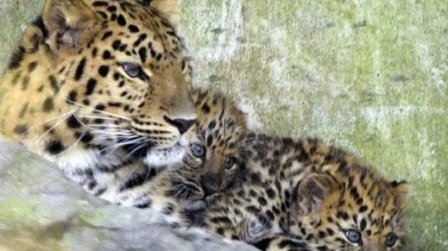 В зоопарке США леопард напал на школьника