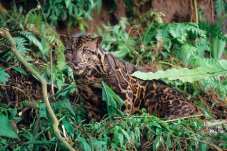 Леопард из Борнео оказался новым видом